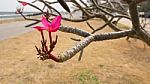 The Pink Plumeria Stock Photo