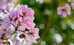The Queen's Flower Bouquet Stock Photo