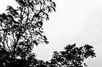 The Silhouette Of Trees Stock Photo