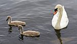 The Swan And Her Young Chicks Are Swimming In The Lake Stock Photo
