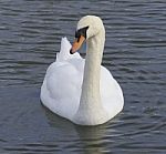 The Unsure Swan Stock Photo
