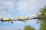 
Thousands Of Yellow Flowers On Old Rusty Barbed Wire Stock Photo