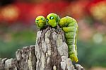 Three Green Caterpillars Stock Photo
