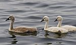 Three Young Mute Swans Are Swimming Somewhere Stock Photo