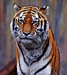 Tiger Stock Photo