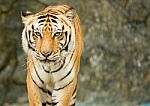 Tiger Stock Photo