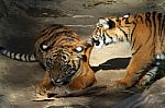 Tiger Cubs Stock Photo