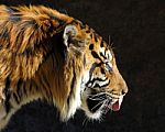Tiger Profile Stock Photo