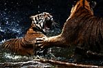 Tigers Fighting Stock Photo