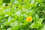 Tiny Yellow Flower And Green Leaves Garden Stock Photo