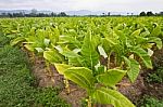 Tobacco Agriculture In Thailand Stock Photo