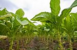 Tobacco Agriculture In Thailand Stock Photo