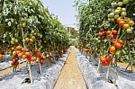 Tomato Farm In Summer In Thailand Stock Photo