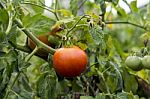 Tomatoes In Garden Stock Photo