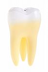 Tooth Stock Photo
