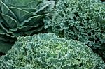 Top View Lettuce Beautiful Dew Winter Weather Green Background, Lactuca Sativa Stock Photo