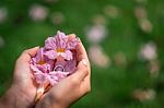 Top View On Woman's Hands Holding Pink Yellow Flower  On Green Grass Stock Photo