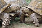 Tortoise Stock Photo