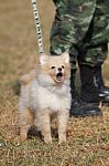 Training Dogs Of War Stock Photo