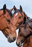 Tre Horses Stock Photo