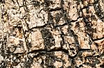 Tree Bark Texture For Background Stock Photo