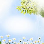 Tree branch and flower Stock Photo