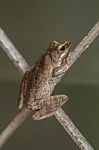 Tree Frog Stock Photo