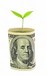 Tree Growing From Dollar Bill Stock Photo