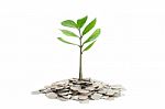 Tree Growing In A Pile Of Money Stock Photo
