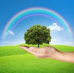 Tree In Hands With Rainbow Stock Photo