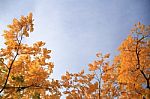 Tree With Yellow Leaves In Front Of Blue Sky Stock Photo