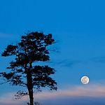 Trees And Full Moon At Night Stock Photo