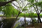 Trees Near The Lake And River Stock Photo