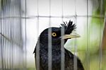 Tropical Black Bird Lock In Cage Stock Photo