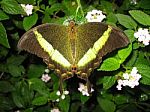 Tropical Butterfly Stock Photo