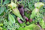 Tropical Pitcher Plant Stock Photo