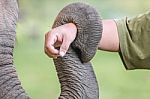 Trunk Of Elephant Stock Photo