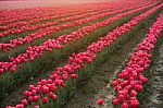 Tulip Farm Stock Photo