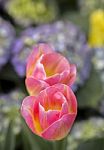 Tulip Flower Garden Vertical Style Stock Photo