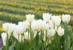 Tulip Flowers Stock Photo
