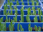 Tulips Seedling - Agribusiness Stock Photo