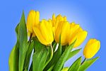 Tulips With Water Drops Isolated On Blue Background Stock Photo