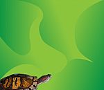 Turtle And Green Background Stock Photo
