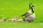 Two Adult Canada Geese With A Gaggle Of Goslings Stock Photo