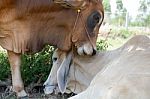 Two Cows Tease Snuggle Together In The Shade To Avoid Heat Of Th Stock Photo
