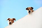 Two Dogs Peaking Stock Photo