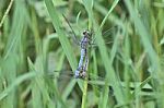 Two Dragonflies In Love Stock Photo