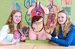 Two Dutch Students Showing Torso Heart And Lungs Stock Photo