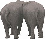 Two Elephants In The Back In A  Raster stock image