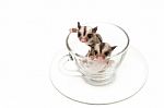 Two Little Joey In Tea Cup,little Sugar Glider Stock Photo